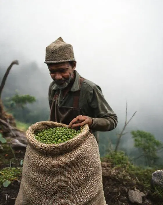 Menimbang biji kopi hijau di karung goni