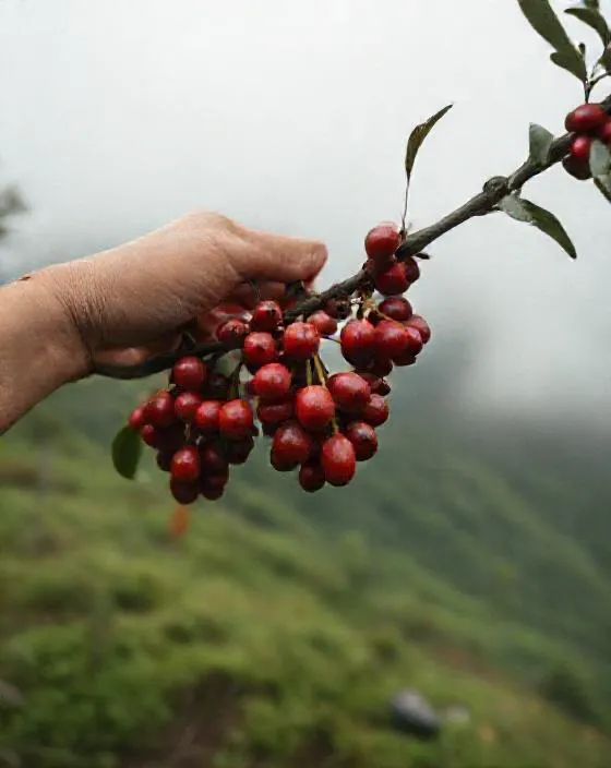 Tangan memetik ceri kopi merah