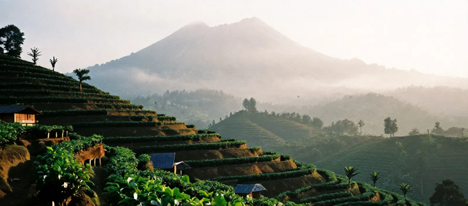 Kebun kopi di lereng Merapi berkabut pagi hari