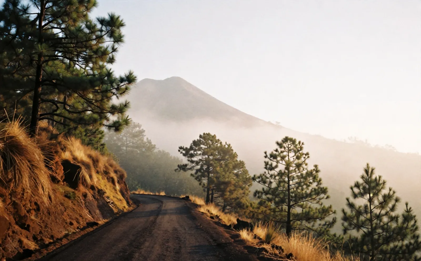 Jalan naik ke Kaliurang di antara pohon pinus dan kabut pagi