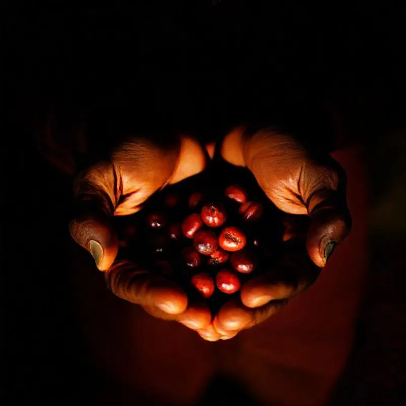 Tangan petani memegang buah kopi merah