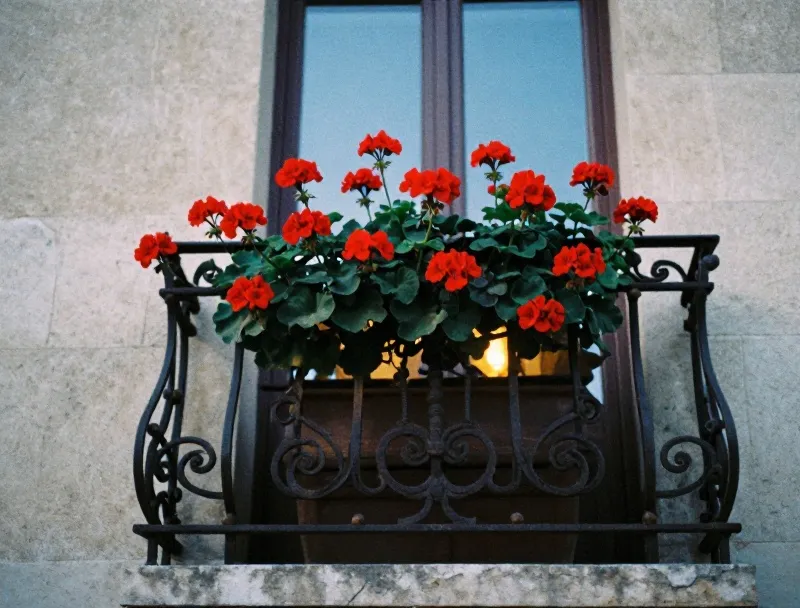 An iron balcony with geraniums on a pale wall in Alfama