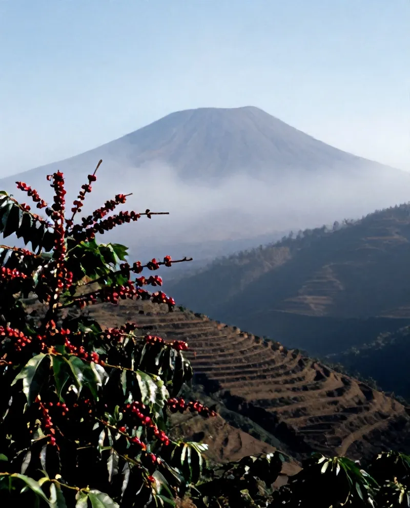 Buah kopi merah matang di kebun lereng Turgo