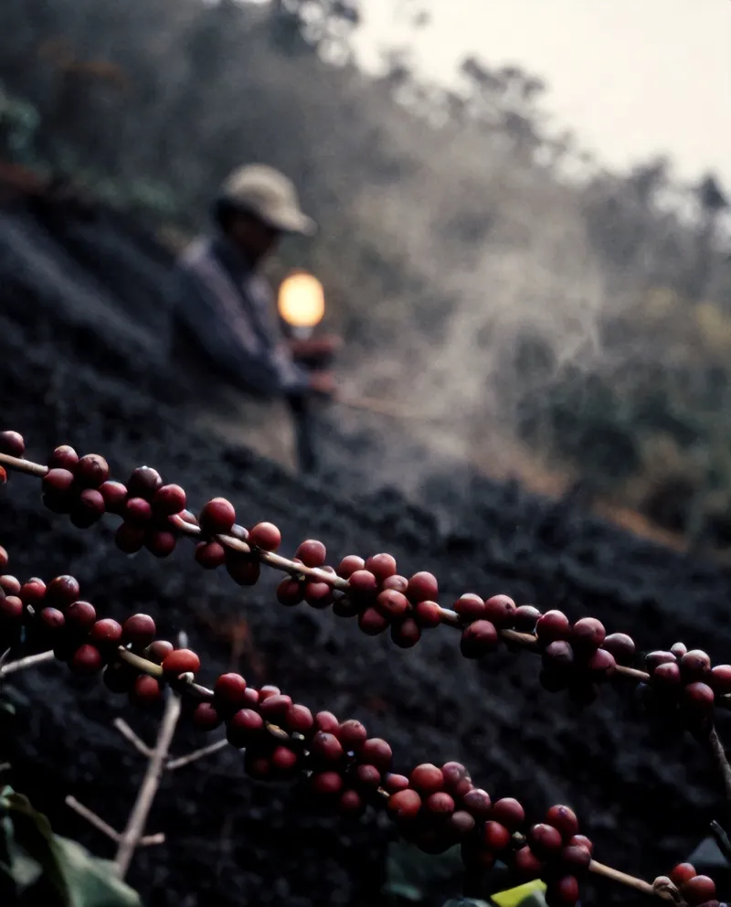 Ceri kopi merah di lereng Turgo, petani bercaping di kejauhan