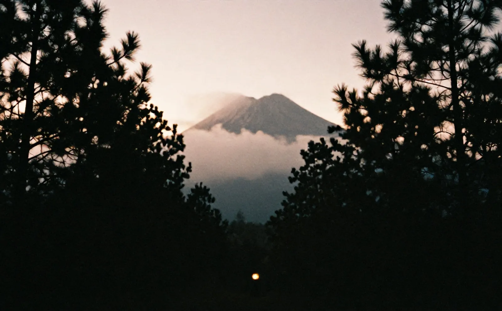 Hutan pinus di senja dengan Merapi samar di balik awan