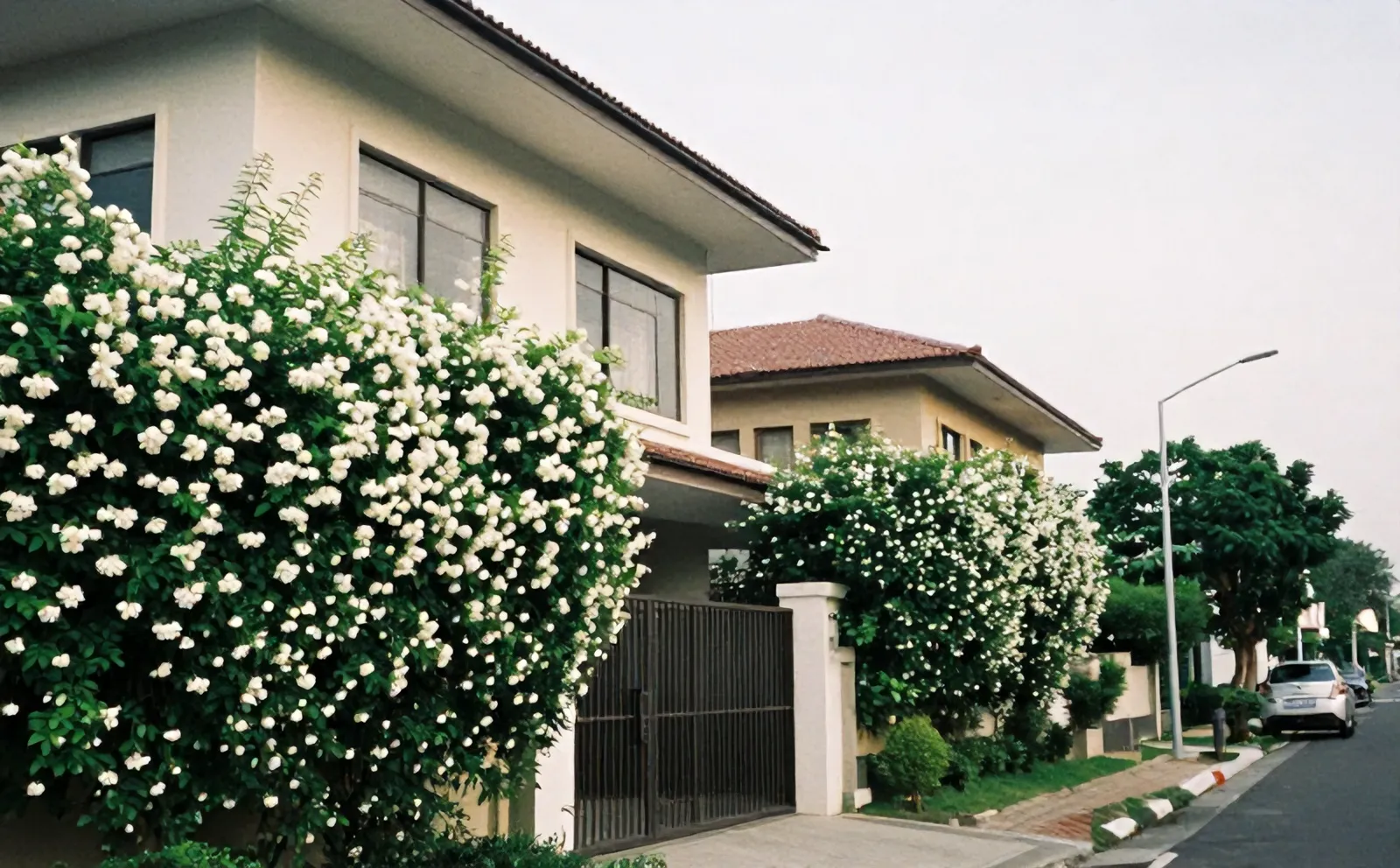 Gerbang Wisma Melati dengan pagar melati di pagi hari